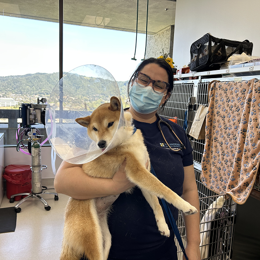 A vet holds a shiba inu with a cone on its neck in a clinical setting.