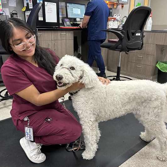 A woman in maroon scrubs smiling at a white curly-haired dog in a clinical setting.