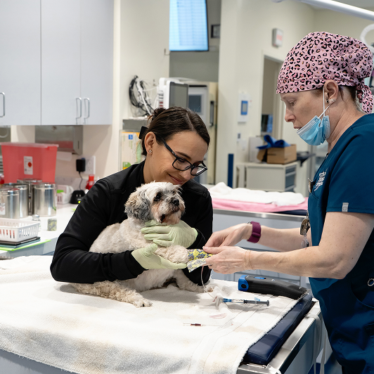Veterinary professionals caring for animals in a clinical setting with medical equipment around them.