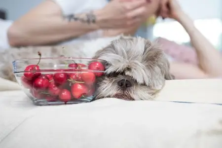 Are Cherries Bad for Dogs: An Emergency Guide