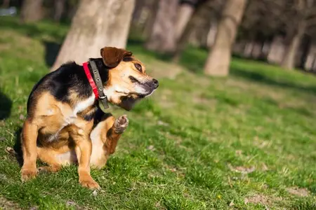 My Dog Collapsed After Exercise: What to Do Immediately