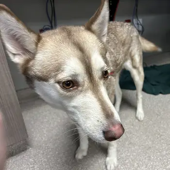 Close-up of a light brown and white Husky dog with large ears.