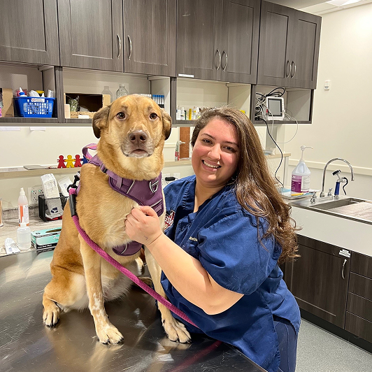 Woman vet in a blue scrub top smiles while hugging a large brown dog in a purple harness.