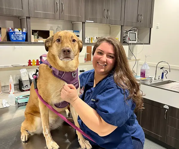 Woman vet in a blue scrub top smiles while hugging a large brown dog in a purple harness.