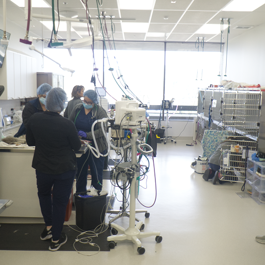 Veterinary professionals caring for animals in a clinical setting with medical equipment around them.