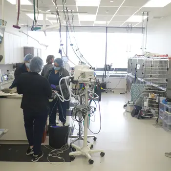 Veterinary professionals caring for animals in a clinical setting with medical equipment around them.