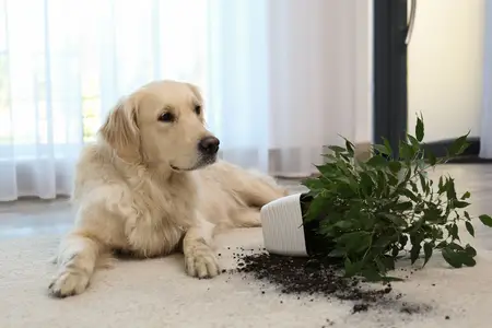 Eucalyptus Toxicity in Dogs: Recognizing Emergency Signs