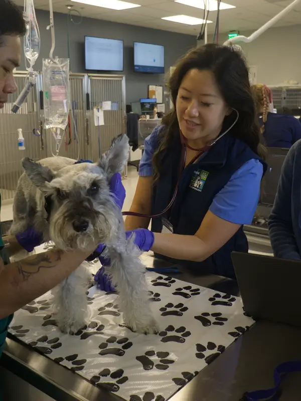 Veterinary professionals caring for a dog in a clinical setting with medical equipment around them.