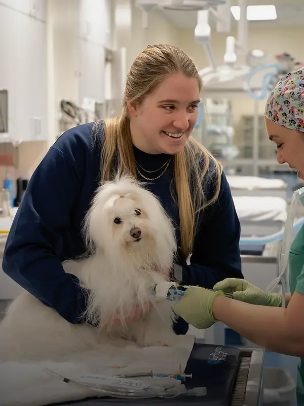 Two veterinary professionals caring for a small white dog with long hair in a clinical setting with medical equipment around them.