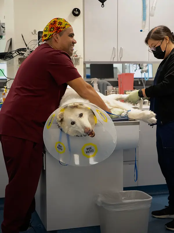 Two veterinary professionals caring for a white dog with a cone on its neck in a clinical setting with medical equipment around them.