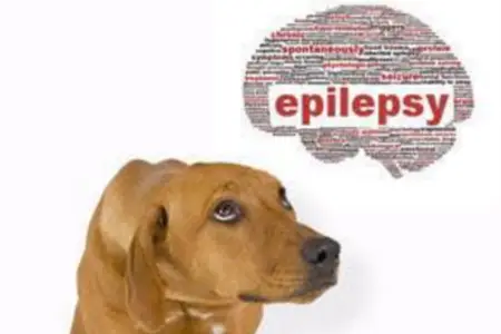 Does Your Dog Have Seizures?
