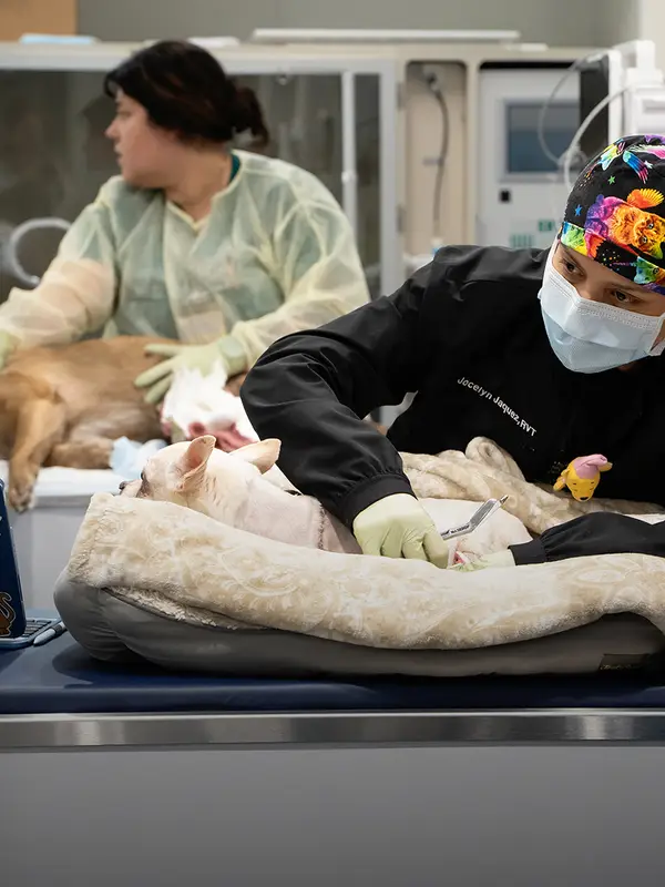 Two veterinary professionals caring for dogs in a clinical setting with medical equipment around them.
