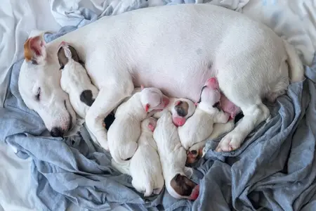 Canine Mastitis: Is It an Emergency?