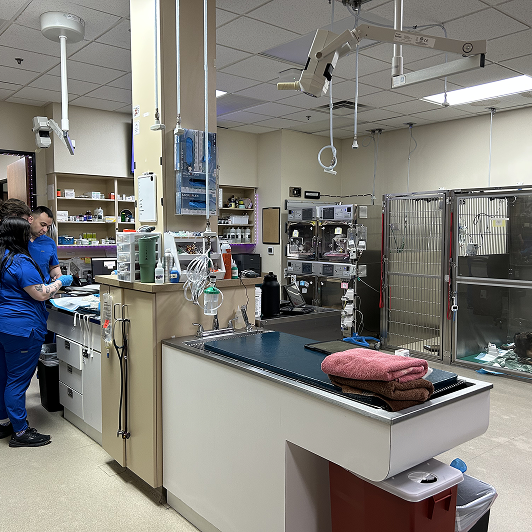 Veterinary professionals in a clinical setting with medical equipment around them.