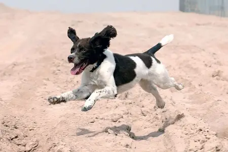 5 Dangers that Summer Presents for Your Pet