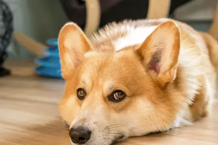 Lethargic Dog: Is It a True Emergency?