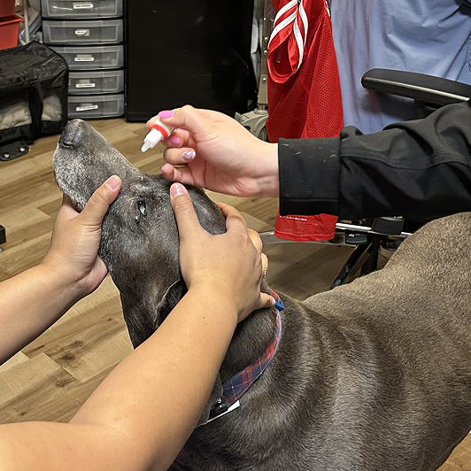 Close up of administering eye drops to a gray dog's eyes.