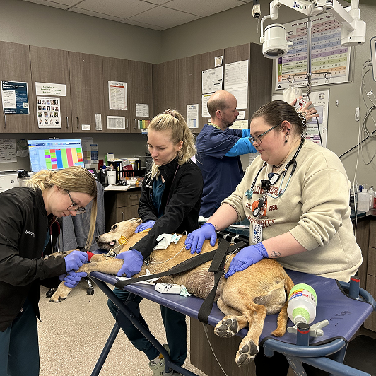 Three vets in scrubs in a veterinary clinic attending to a large dog on a table with one person in the background.