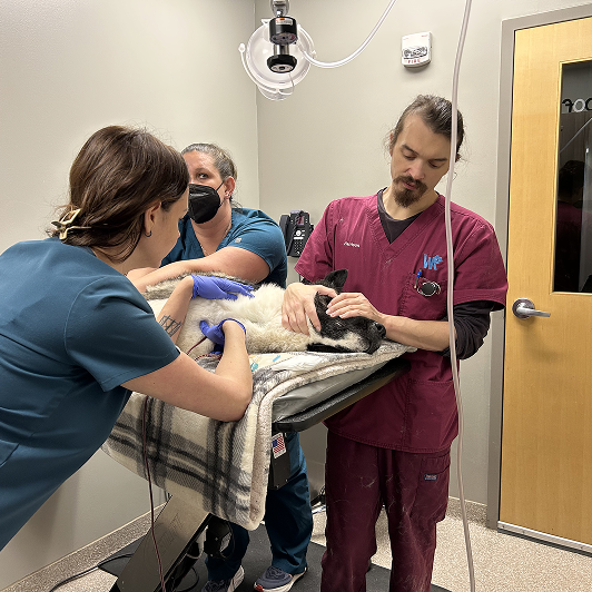 Three vets in scrubs in a veterinary clinic attending to a large dog on a table.