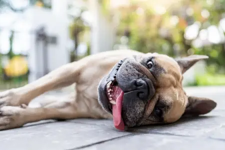 Hot Weather, High Risk: Recognizing and Responding to Heat Stroke in Pets