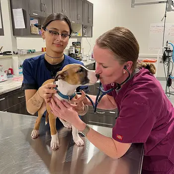 Two veterinary staff examining a small dog with brown spots on a metal table in a vet clinic.