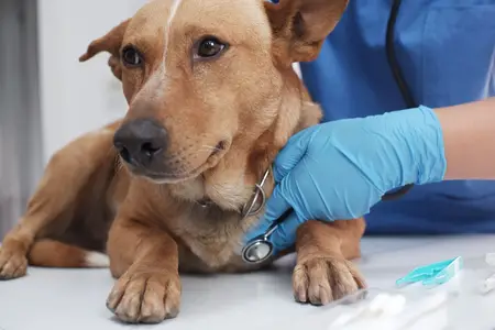 Tea Tree Oil is Toxic to Dogs: An Emergency Guide
