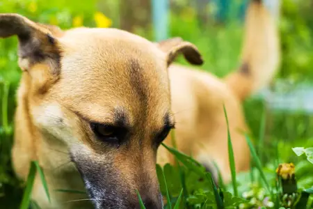 The First Signs of Poisoning in Dogs: An Urgent Guide