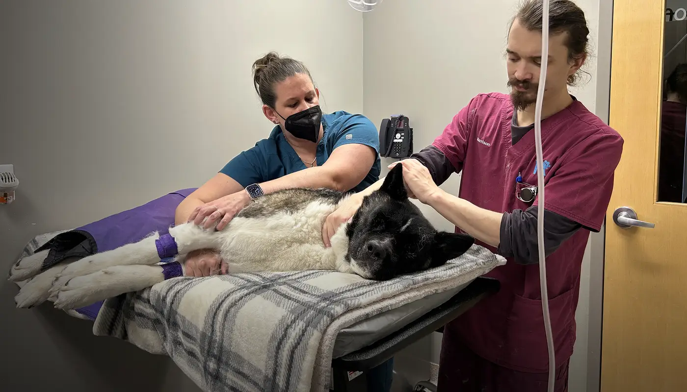 Two veterinary professionals caring for a large black and white dog on an exam table in a clinical setting.