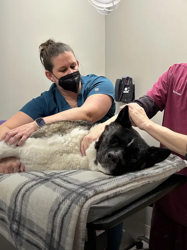 Two veterinary professionals caring for a large black and white dog on an exam table in a clinical setting.