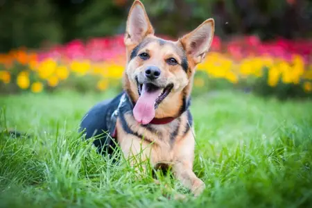 What should you do if you witness animal abuse?