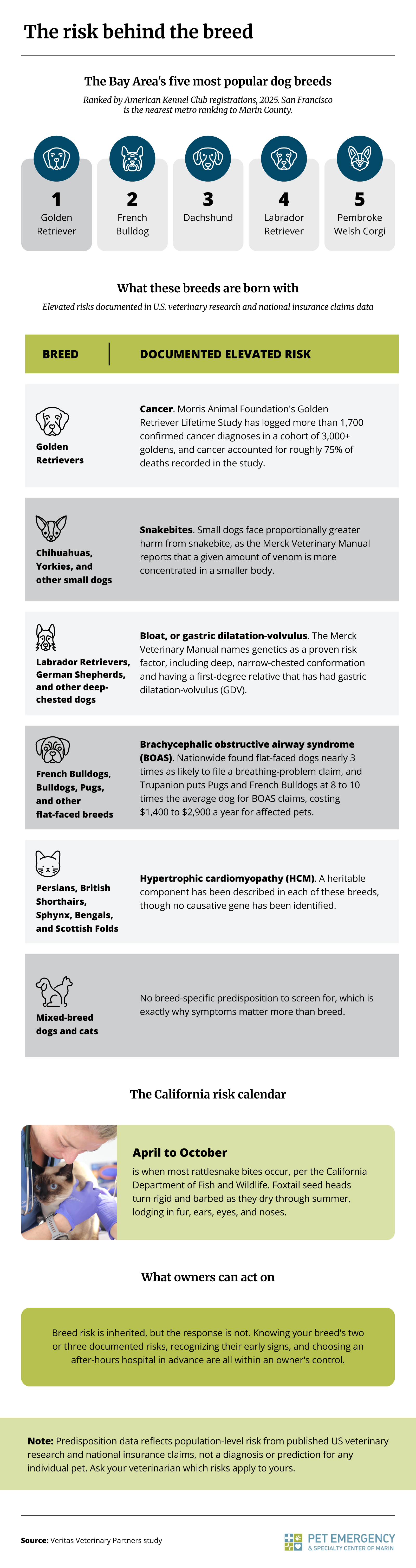 Infographic listing the Bay Area's five most popular dog breeds and the health risks U.S. veterinary research has documented for them, including cancer in Golden Retrievers, alongside California's rattlesnake and foxtail season.