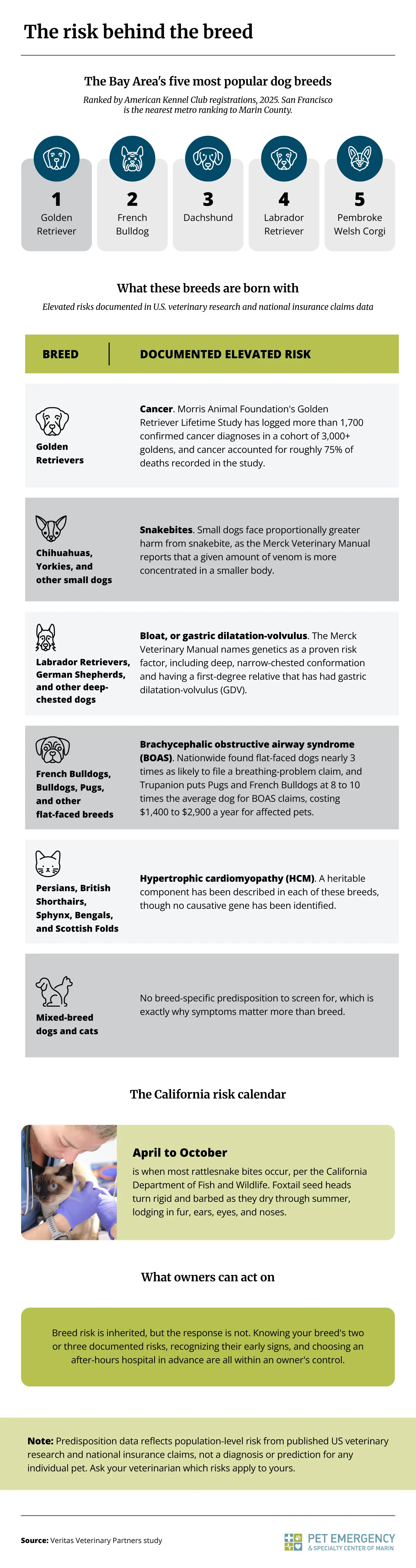 Infographic listing the Bay Area's five most popular dog breeds and the health risks U.S. veterinary research has documented for them, including cancer in Golden Retrievers, alongside California's rattlesnake and foxtail season.