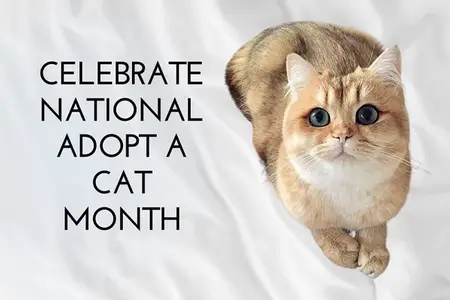 Celebrate National Adopt a Cat MonthCelebrate National Adopt a Cat Month