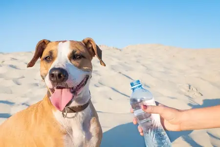 Salt Water Poisoning in Dogs: Recognizing an Emergency