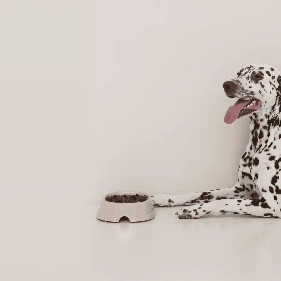 Dalmatian sitting by a dog food bowl on a light gray background.