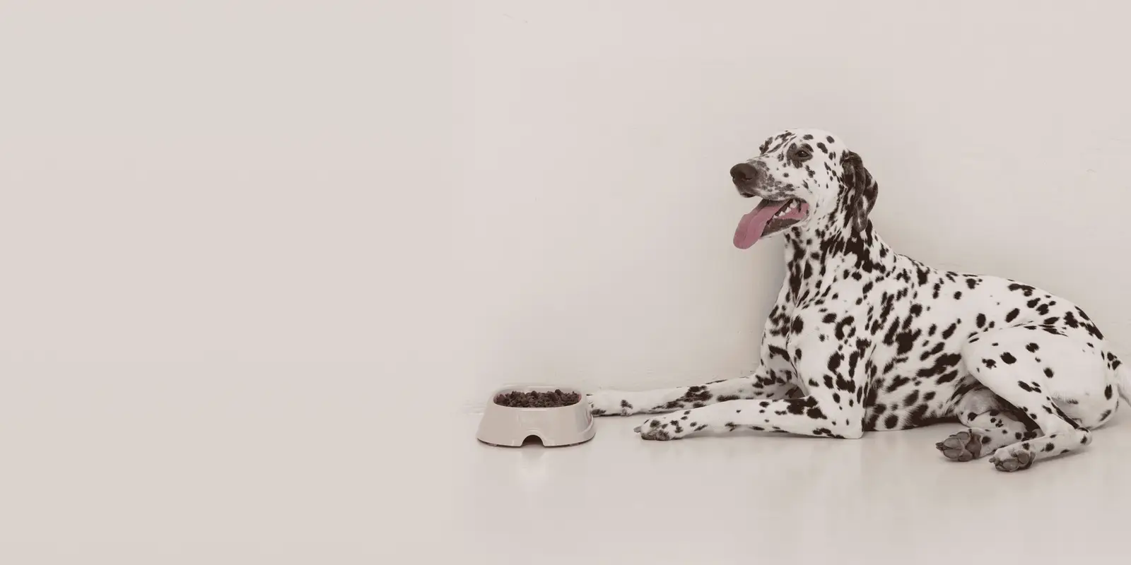 Dalmatian sitting by a dog food bowl on a light gray background.