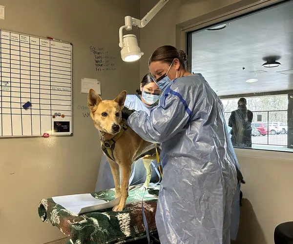 Veterinary staff attending to a dog on a table in a clinic room.