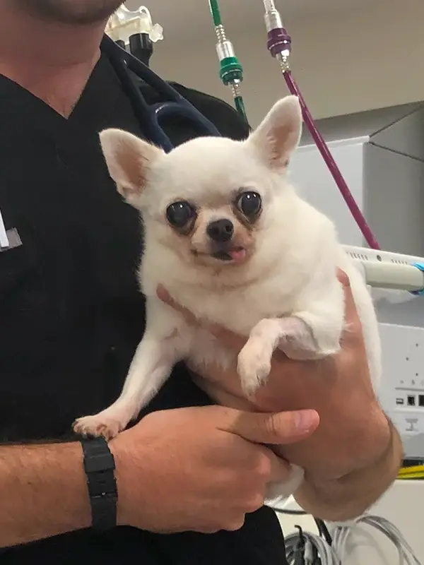 Vet in blue scrub top and stethoscope holds a small white chihuahua with big eyes.