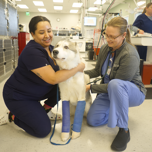 Two veterinary professionals care for a husky with casts on two of its legs.