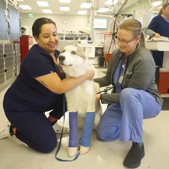 Two veterinary professionals care for a husky with casts on two of its legs.