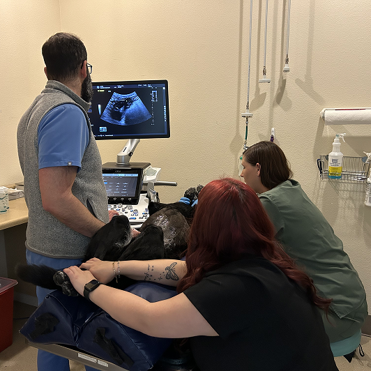 Veterinary professionals performing an ultrasound on a dog in a clinical setting with medical equipment around them.