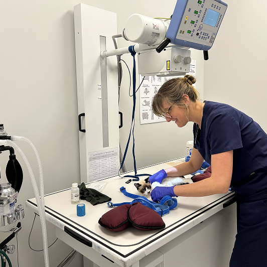 Veterinary professional caring for a cat in a clinical setting with medical equipment around.