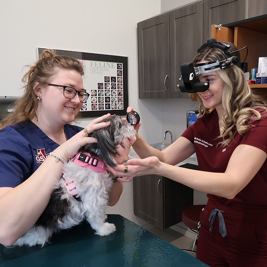Two veterinarians examine a small dog using an ophthalmoscope.