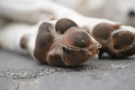 Stay Cool, Walk Smart: Summer Safety Tips for Pet Paws