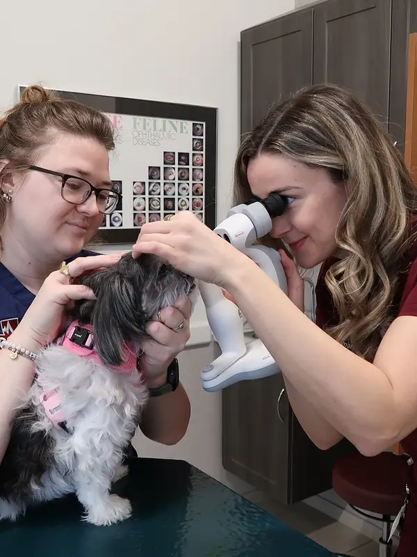 Two women examine a dog's eyes at a veterinary clinic.