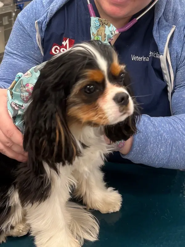 A vet examining a small dog on a metal table in a clinic.