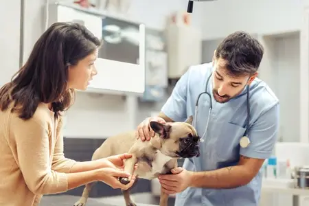 Hookworms in Dogs: Is It an Emergency?
