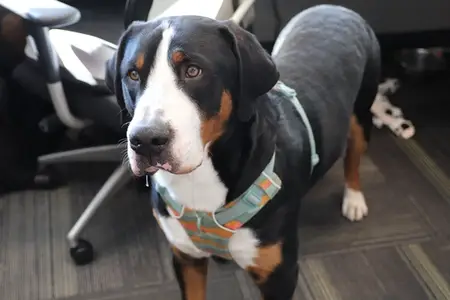 The return-to-office shift is reshaping pet care in Marin and beyond