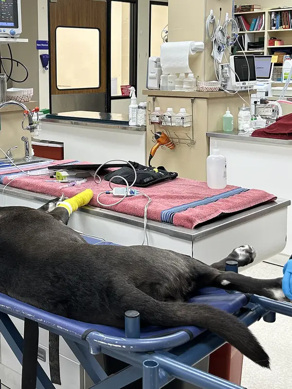 Veterinary professionals caring for a dog in a clinical setting with medical equipment around them.