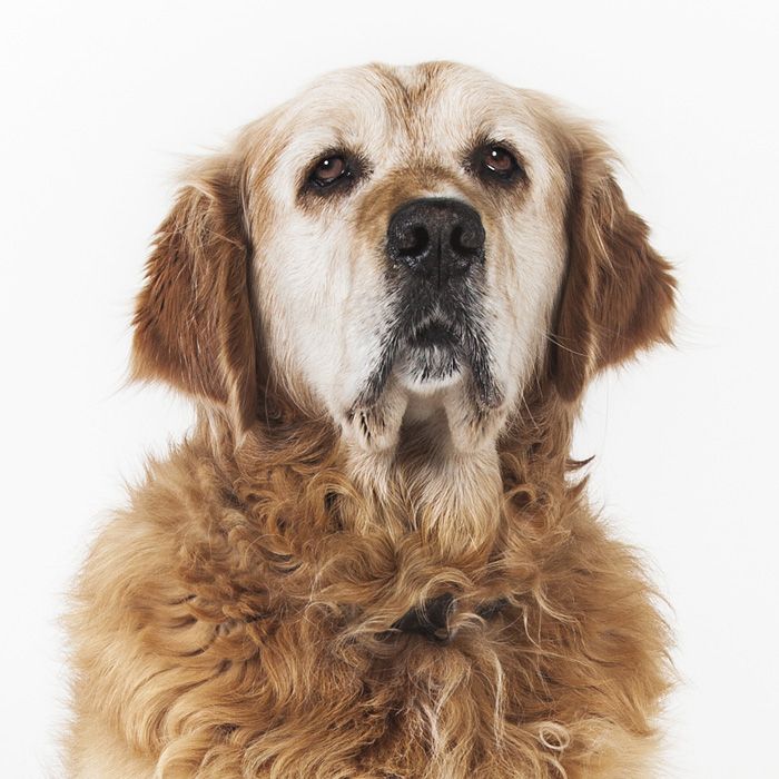 5 Meaningful Ways to Memorialize Your Pet